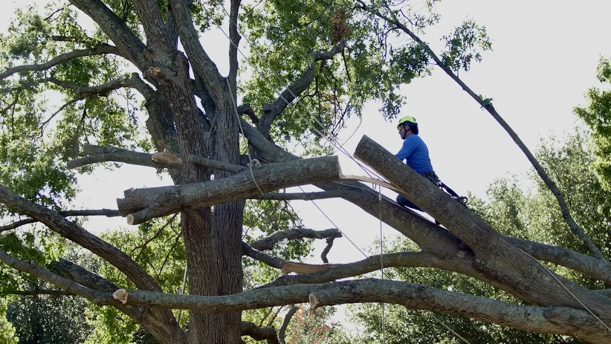 Professional Crown Thinning performed by certified arborists in Holcomb