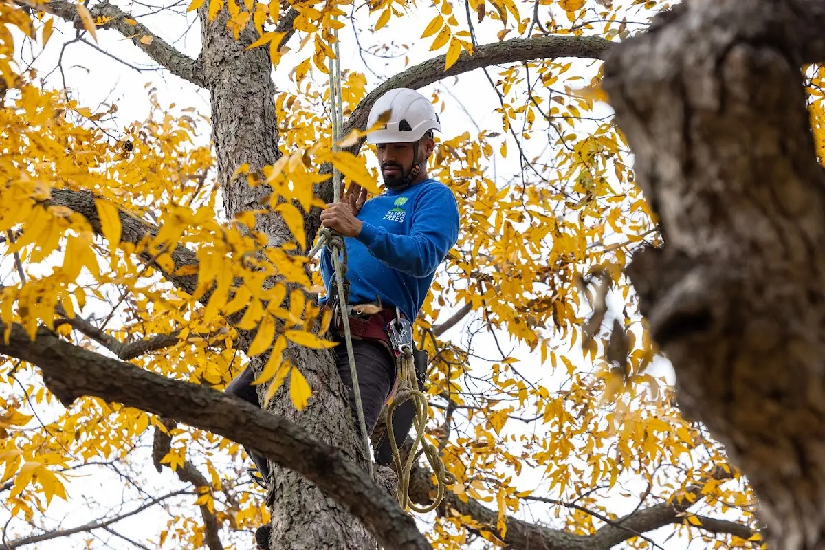 Skilled Storm Damage Cleanup crew working in Holcomb