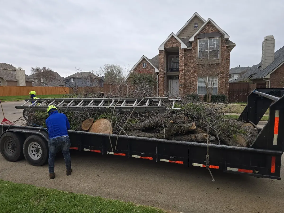 Expert Tree Pest Control with proper safety equipment in Holcomb